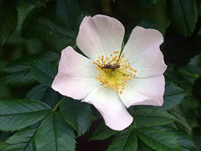 Heckenrose