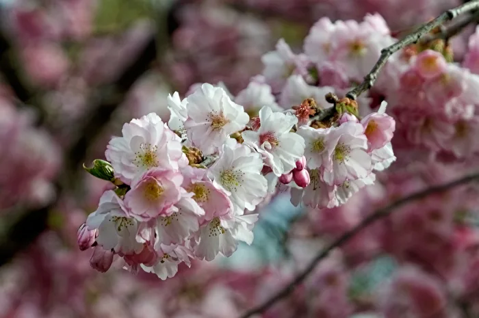 Cherry Blossoms