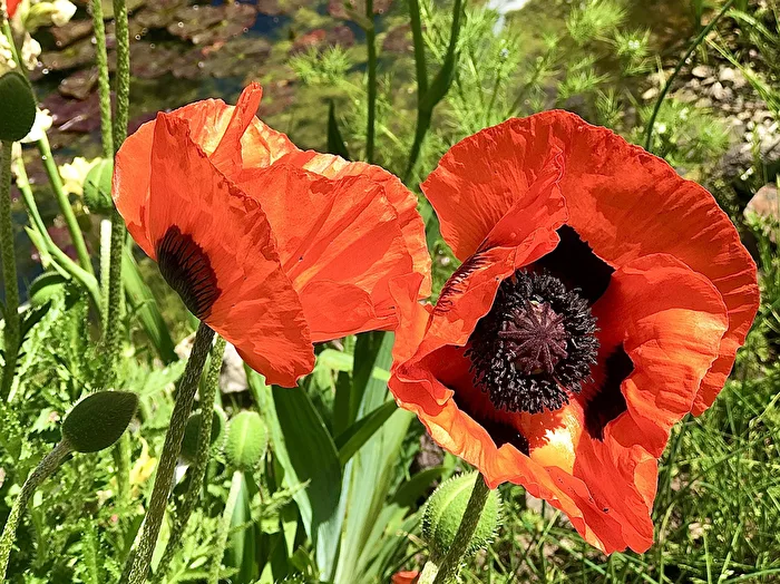 Poppy