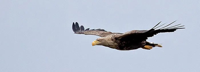 A round in his territory