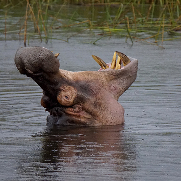 #Zähne - das Großmaul