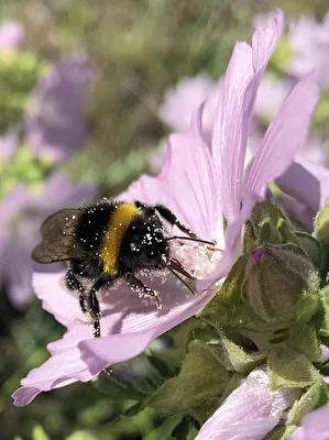 gezuckerte Hummel