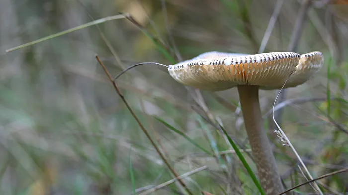 Gray Sheath Stripe