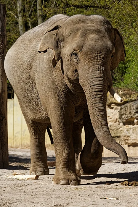 Elefant