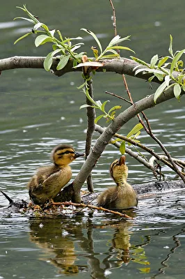 Stockenten baby.