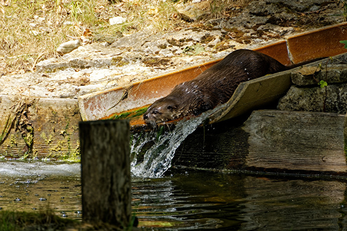 Fischotter