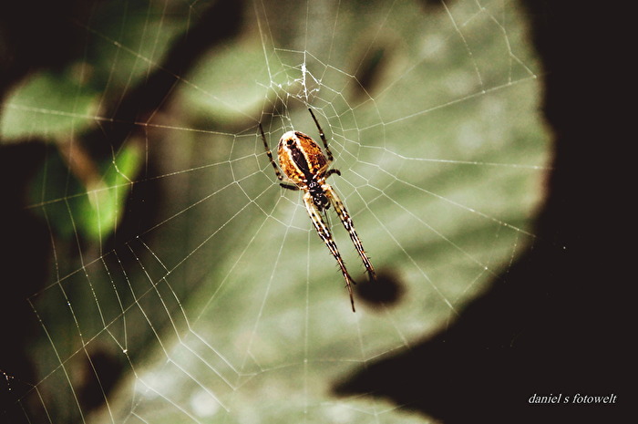Kreuzspinnen Unterseite