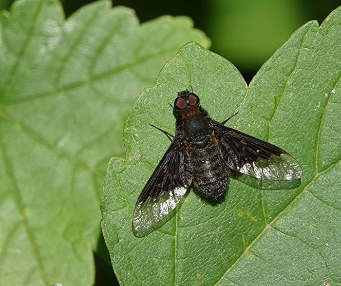 The Bee Fly (Anthrax anthrax)