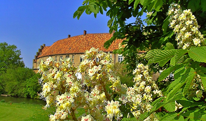 Kastanienblüte am Schloss