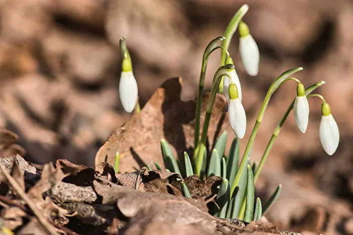 Snowdrops