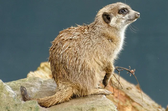 Meerkat