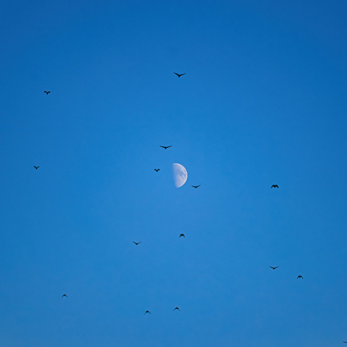 Blau