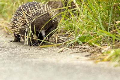 Echidna