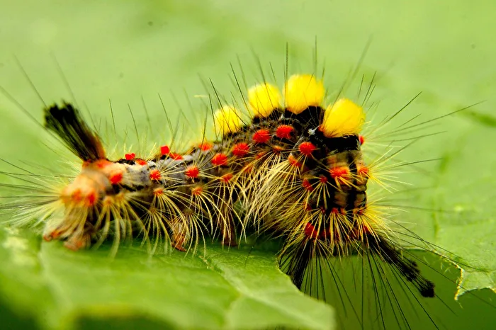 Caterpillar of the Blackthorn Brush Moth