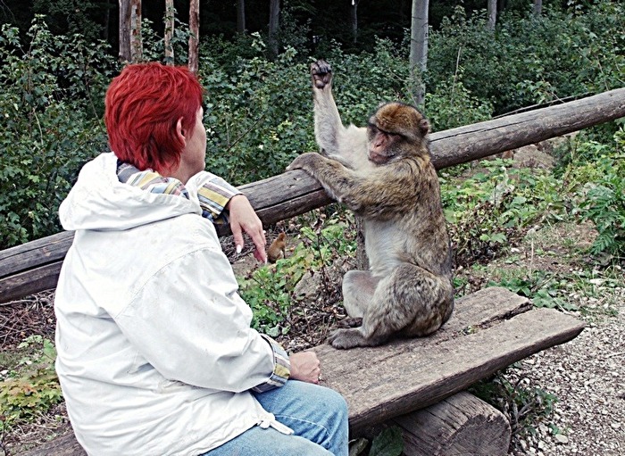 Berberaffe