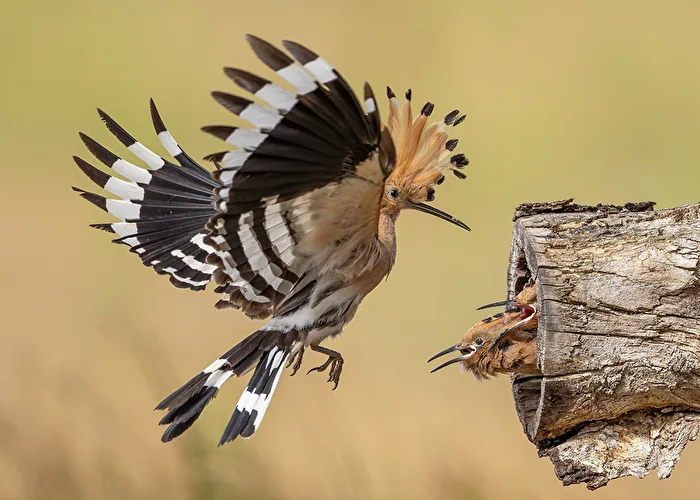 Hoopoe with offspring