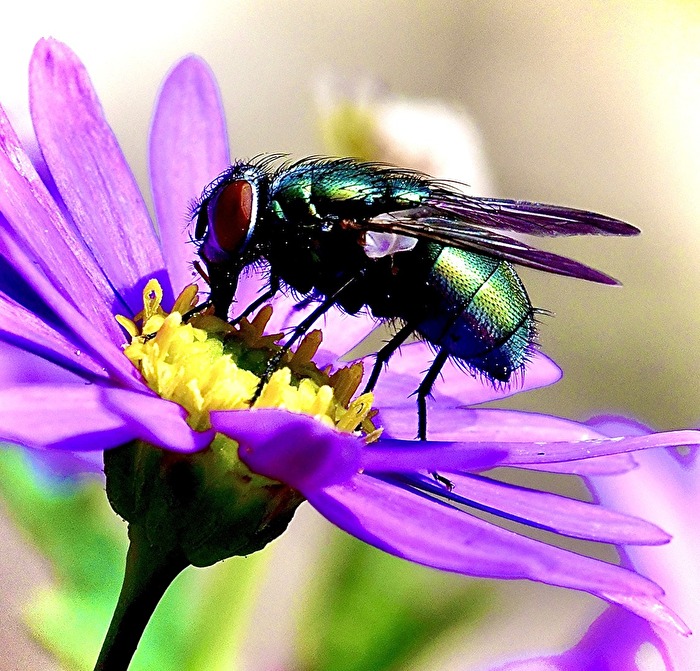Nur ne Fliege und doch so schön