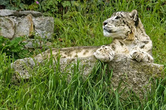 Snow Leopard