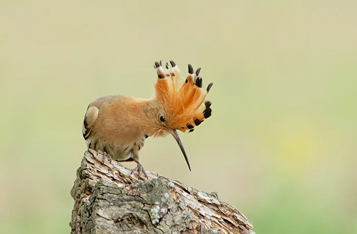 Hoopoe Searching for Food