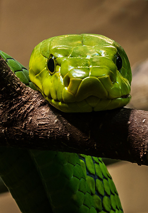 Grüner Baumpython (Morelia viridis)