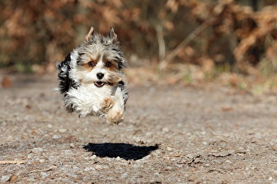 Yorkshire Biewer schwebt !