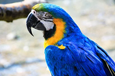 #Vögel