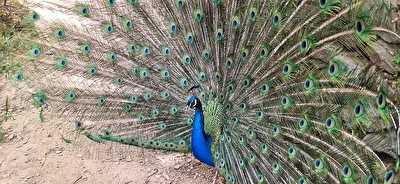 Blaue Pfau