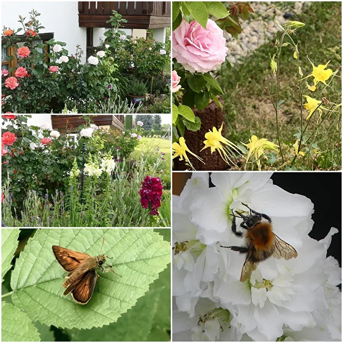 Summer in front of the house