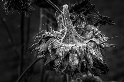 Sonnenblume verwelkt