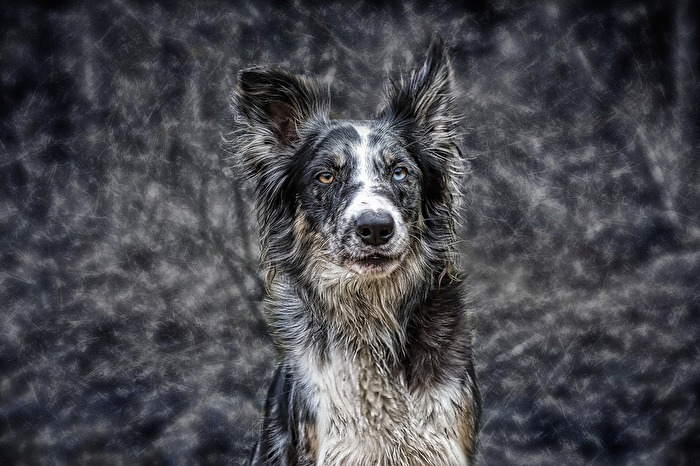 hey, I am a dog...