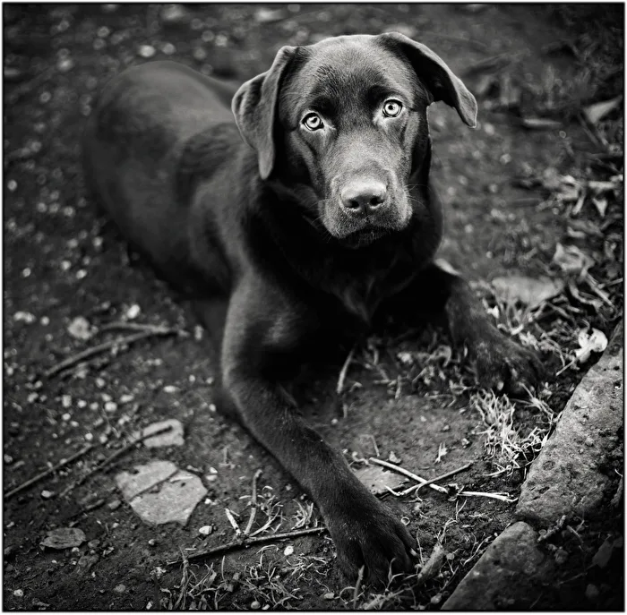 Tiere Labrador