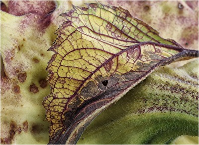 Vergänglichkeit der Sonnenblume