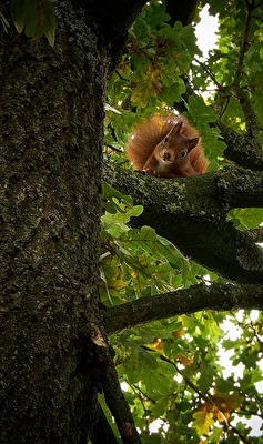 Eichhörnchen