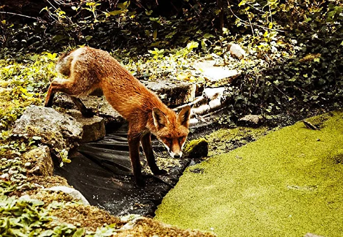 Fuchs am Tümpel