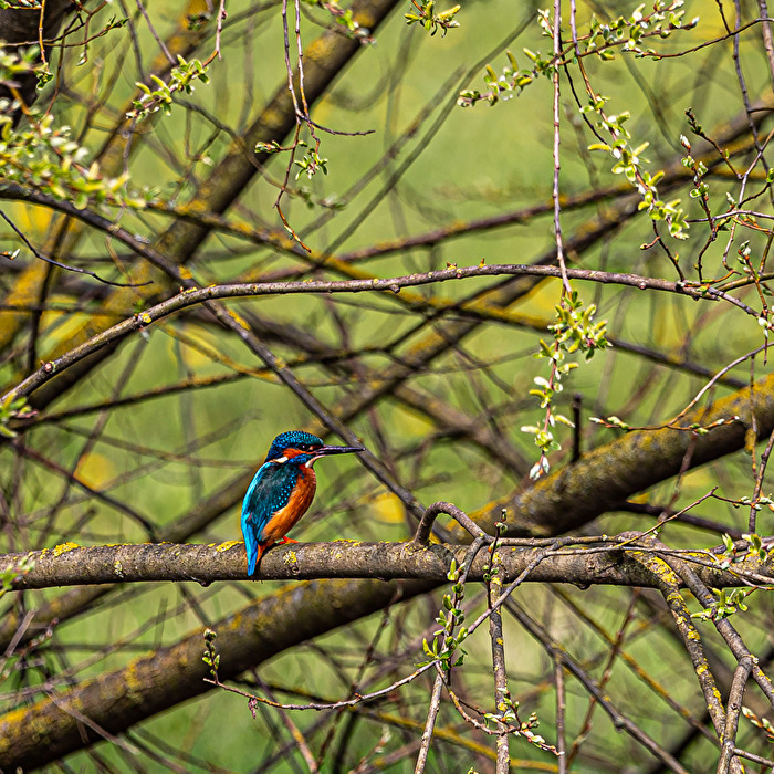 Eisvogel beim Ansitz