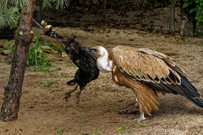 Gänsegeier