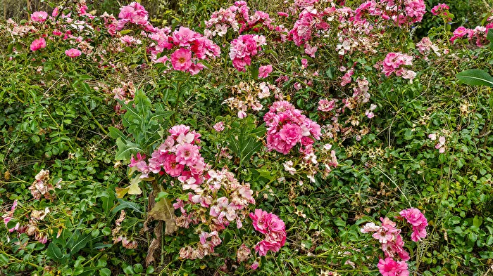Rose meadow