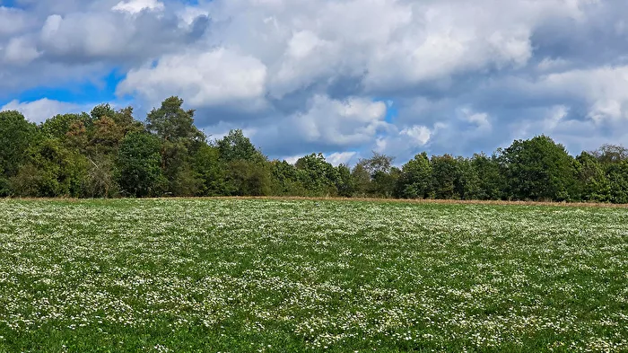 White Meadow