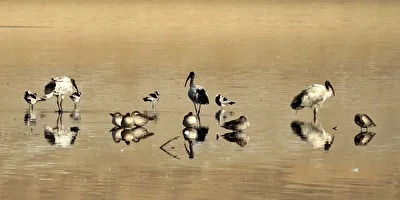 Alle Vögel sind schon da