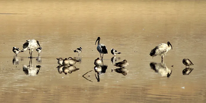 Alle Vögel sind schon da