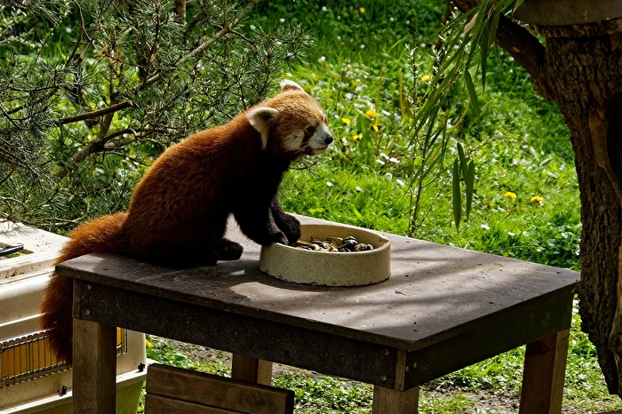 Roter Panda ( Katzenbär )