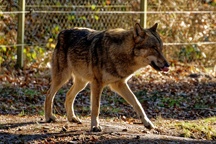 Wolf