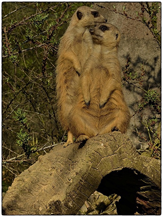 Mal eine Auge riskieren.