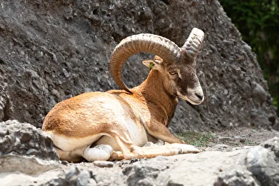 Mufflon