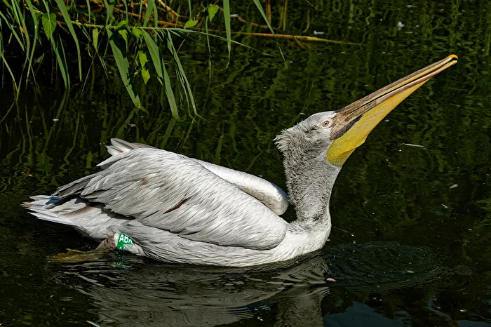Pelican