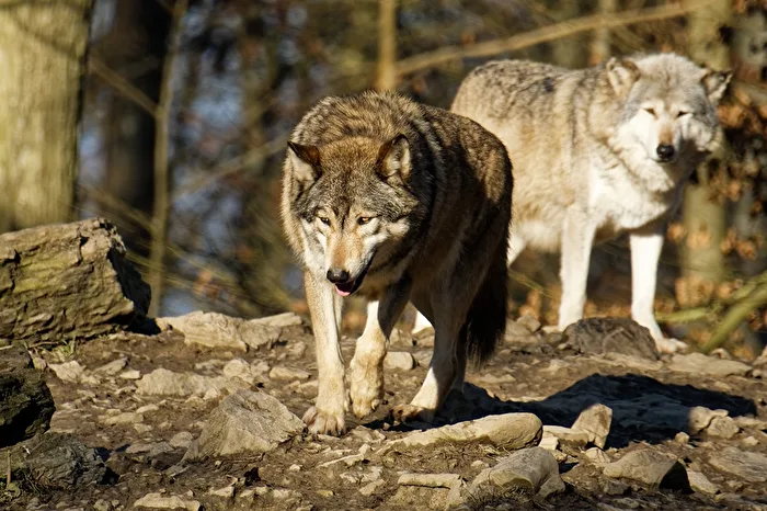 Timber Wolves