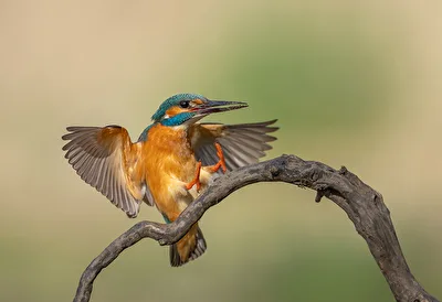 Eisvogel bei Landeanflug