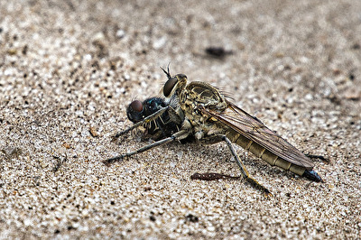 Sand-Raubfliege mit Beute