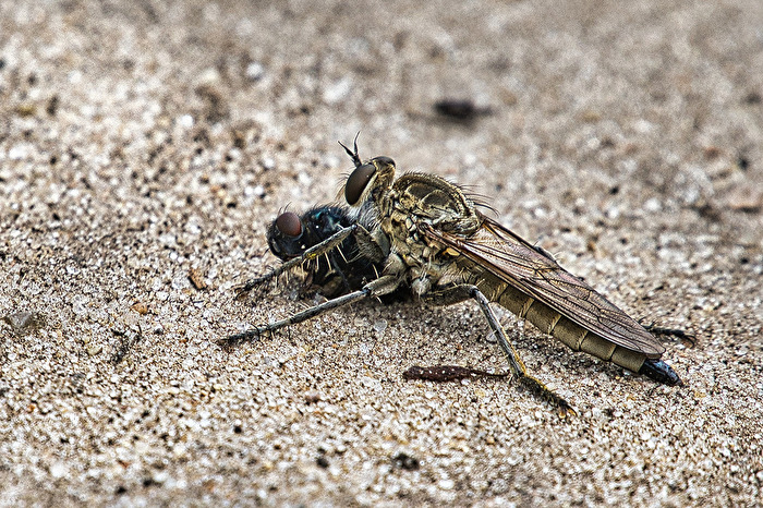 Sand-Raubfliege mit Beute