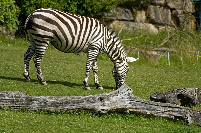 Zebra